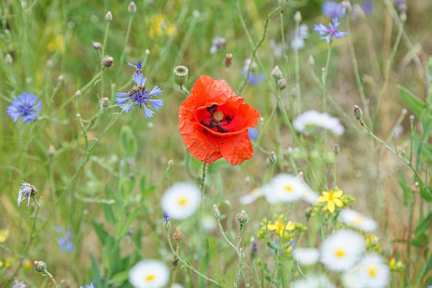 Beautiful poppies among the field