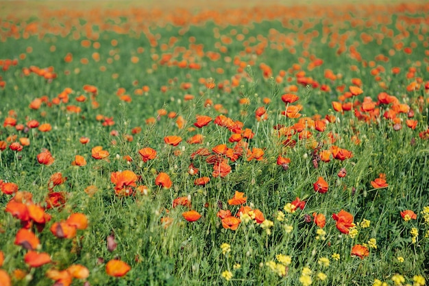 Beautiful poppies on the green bank of a sloping field in the English countryside in high summer.