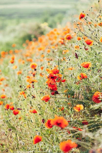 Beautiful poppies on the green bank of a sloping field in the English countryside in high summer