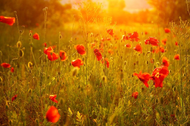 Beautiful poppy field at sunset in the sun.