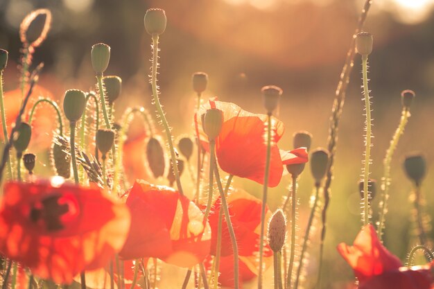 Beautiful poppy field in sunset time abstract background