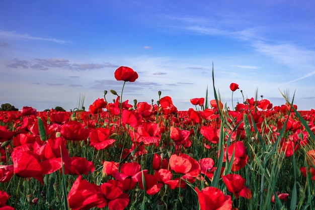 Premium Photo | Beautiful poppy field with a blue sky with clouds