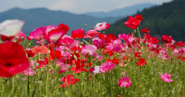 Bellissimo parco con giardino fiorito di papaveri