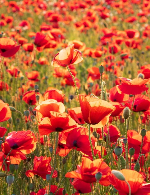 beautiful poppy flower