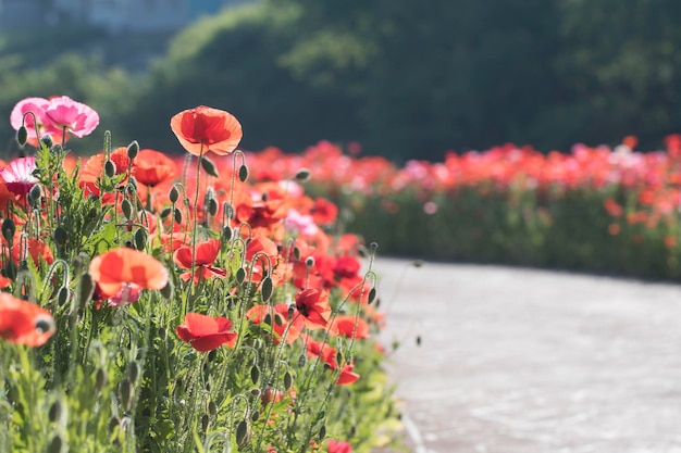 美しいケシの花