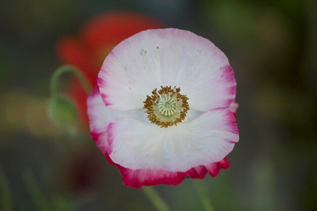 beautiful poppy flower