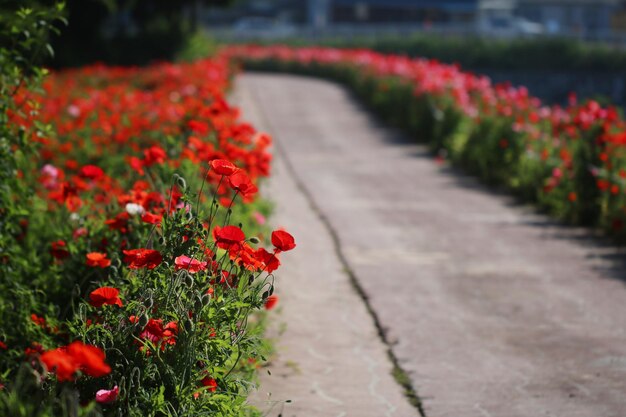 beautiful poppy flower