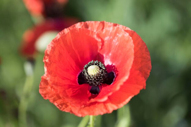 beautiful poppy flower