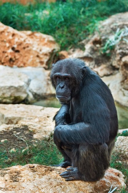 Beautiful portrait of a black chimpanzee