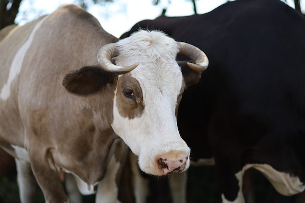 Bellissimo ritratto di una mucca marrone