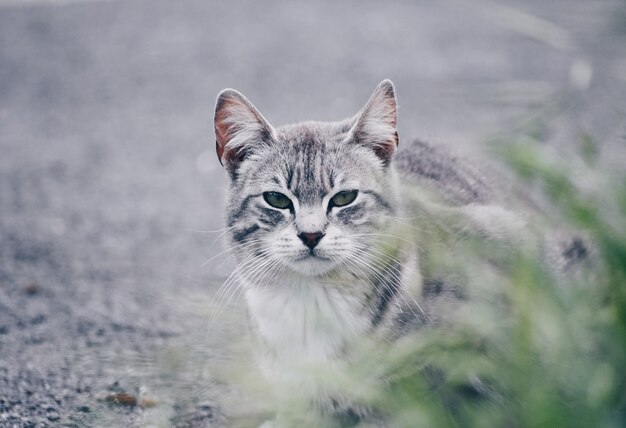 Photo beautiful portrait of a cat in the street. free site for text