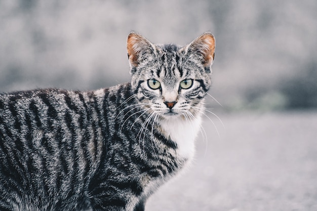 Photo beautiful portrait of a cat in the street. free site for text