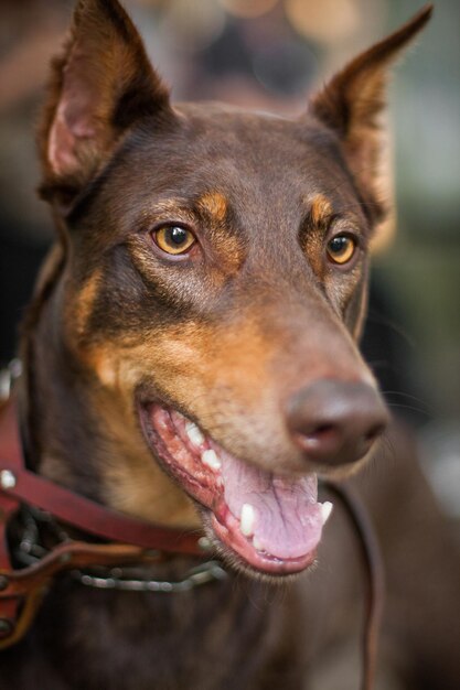 Beautiful portrait dog breed doberman