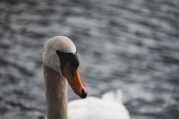 Beautiful portrait of graceful swan