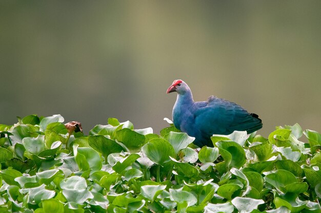 A beautiful portrait of a grey headed swamphen