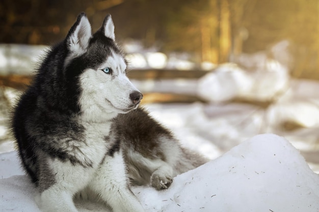 Photo beautiful portrait of husky dog snowy sunny forest winter background copy space