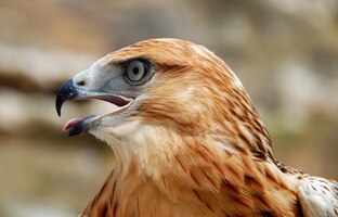 beautiful portrait of a falcon