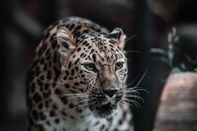 略奪的な動物の美しい肖像画。ヒョウ。男性。