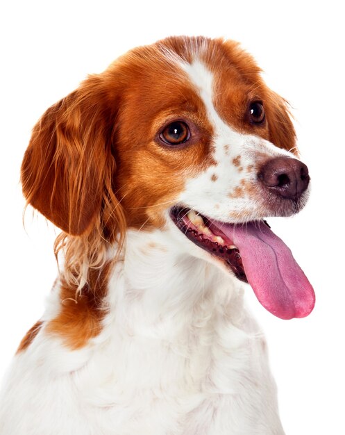 Photo beautiful portrait of a red an white dog