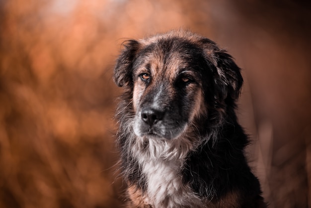Красивый портрет простой собаки в природе