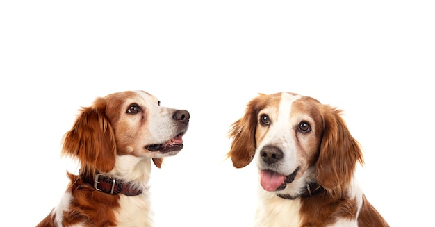 Beautiful portrait of two dogs isolated on a white background