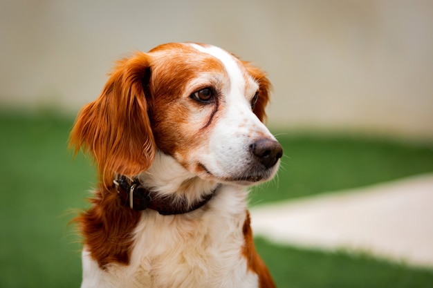 白と茶色の犬の美しい肖像画