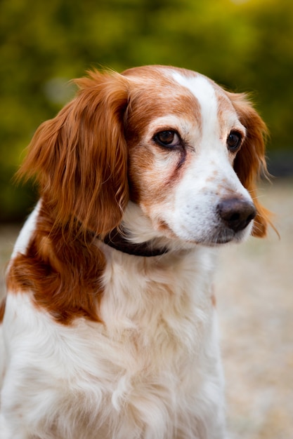 Beautiful portrait of a white and brown dog 