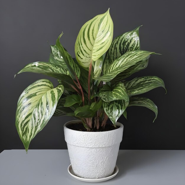 Фото Красивое растение aglaonema в горшке