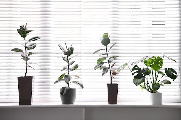 Beautiful potted plants on window sill at home