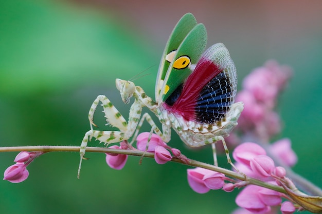 a beautiful praying mantis. the creobroter gemmatus mantis