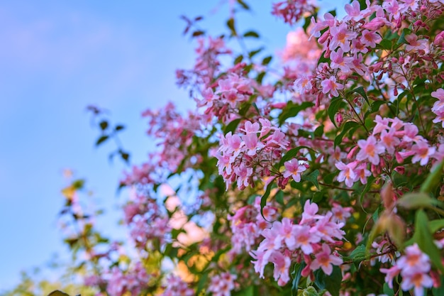 Beautiful pretty and colorful pink flowers in a garden during spring with a blue sky background and copy space Landscape view of natural lush flowering plants growing in a park or backyard