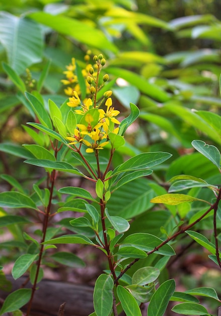 Beautiful and pretty yellow flowers