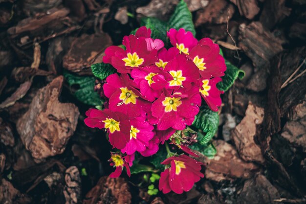 Beautiful primula acauliscolorful red yellow flowers with green leaves in ornamental garden