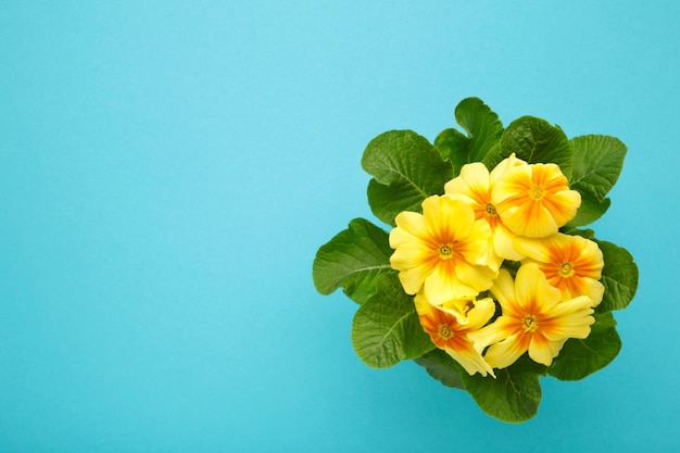 Beautiful primula primrose plant with yellow flowers on blue background Top view Spring blossom