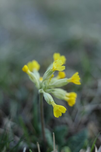 Photo beautiful primula veris the cowslip common cowslip or cowslip primrose flowers growing in garden