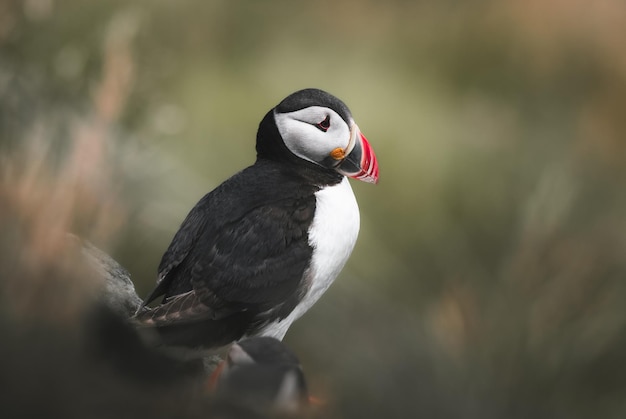 Photo beautiful puffin stands on a rock norway