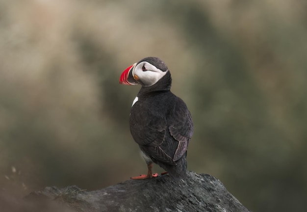 Photo beautiful puffin stands on a rock norway