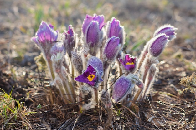 美しいプルサチラまたはオキナグサの花春の花