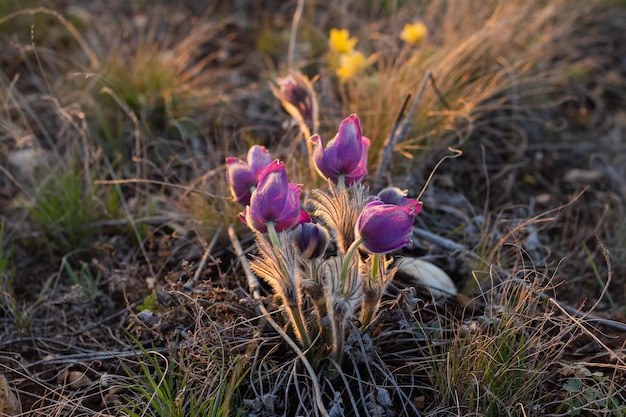 Beautiful Pulsatilla or pasque flower spring blossom