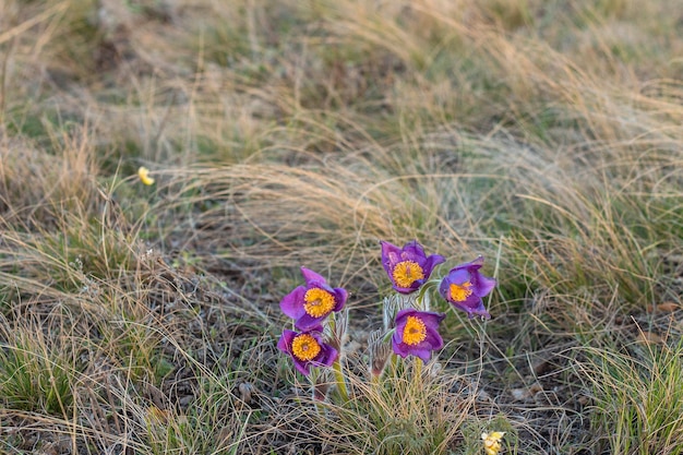 Красивый весенний цветок Pulsatilla или pasque