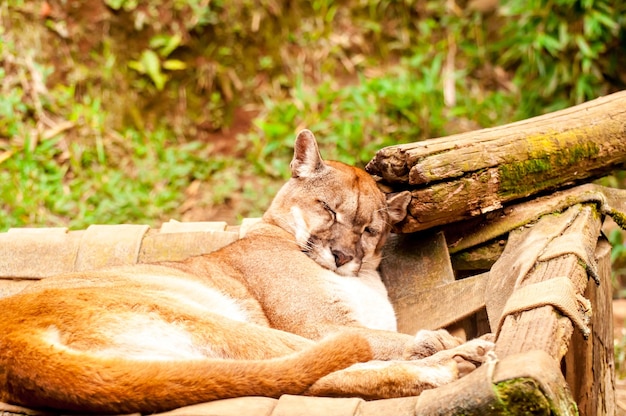 Красивая пума спит в зоопарке Бразилии, пума (Puma concolor).