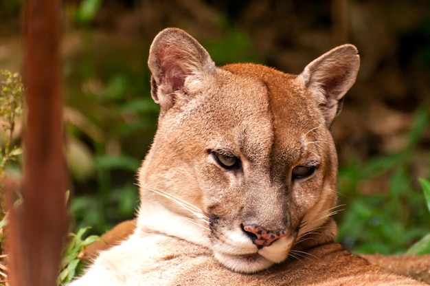 Premium Photo  Beautiful puma in a zoo in brazil, the cougar