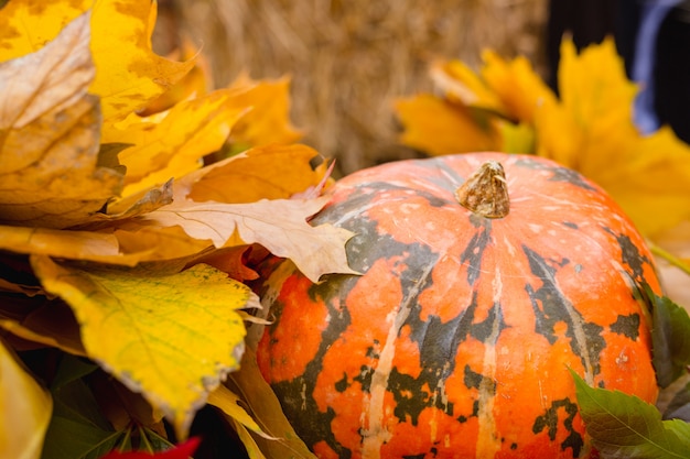 Красивое украшение тыквы и листопада на хеллоуин.