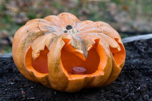 Beautiful pumpkins for halloween