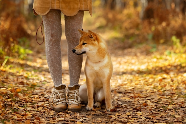 カラフルな秋の風景に美しい子犬犬柴犬