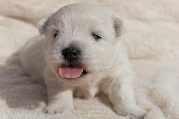 Beautiful puppies West Highland White Terrier on a white soft blanket