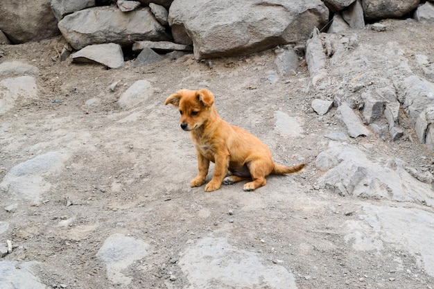 beautiful puppy alone in the middle of the street