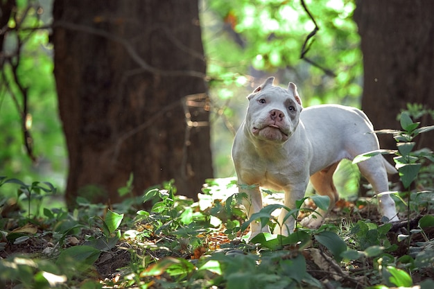 Beautiful puppy American bull in the park