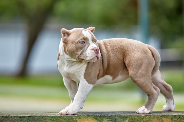 Beautiful puppy American bull in the park