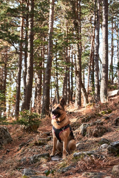 Beautiful purebred adult dog in harness and collar sits on path\
in forest and enjoys views